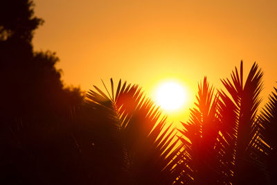 Silhouette palm trees against bright sun