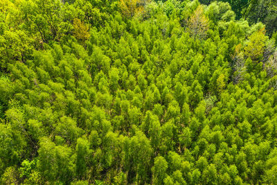 Full frame shot of green leaves