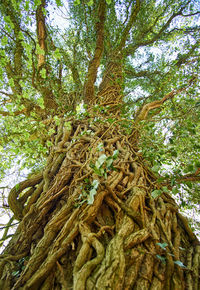 Low angle view of tree in forest