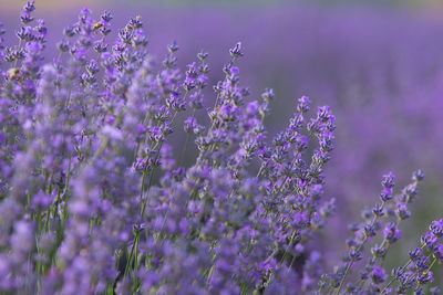 Close-up of purple flowering plants on field