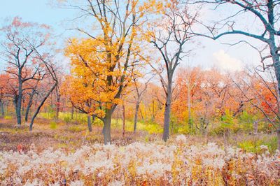 Trees in forest during autumn