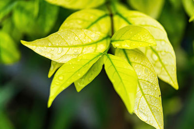 Close-up of wet plant leaves