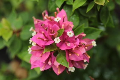 Close-up of pink flowers blooming outdoors