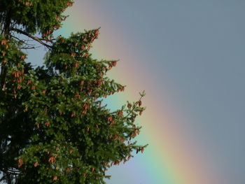 Low angle view of tree against clear sky