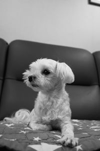 Dog sitting on sofa