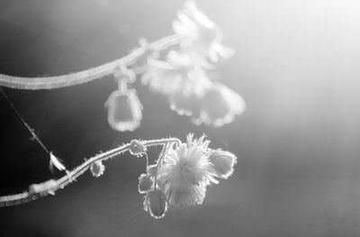 Close-up of white flowering plant