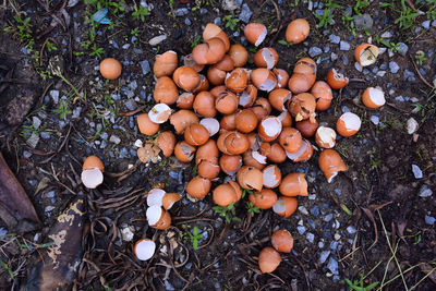High angle view of egg shells on field