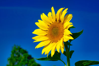 Close-up of yellow sunflower against blue sky