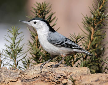 Close-up of bird perching on rock