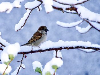 snow