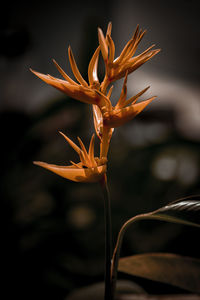 Close-up of lobster claws flower