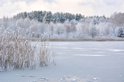 Frozen lake by trees against sky during winter