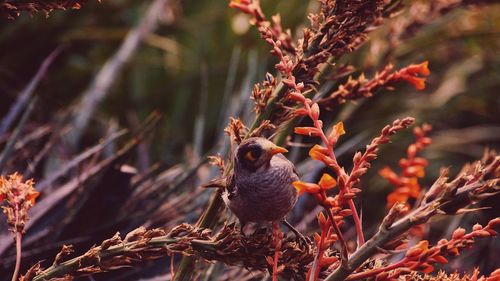 Bird perching on plant