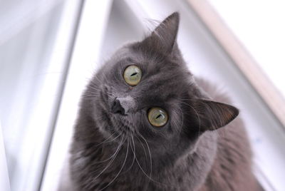 Close-up portrait of cat