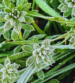 Close-up of frozen plant