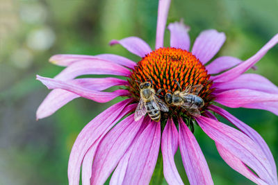 Close-up of honey bee pollinating on purple flower