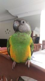 Close-up of parrot perching on table at home