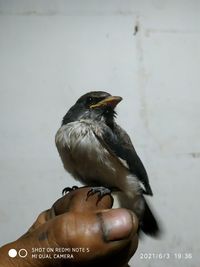 Close-up of hand holding bird