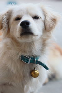 Close-up of dog looking away