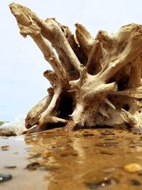 Tree trunk against sky