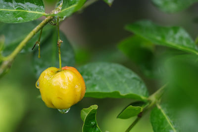 Close-up of lemon growing on plant