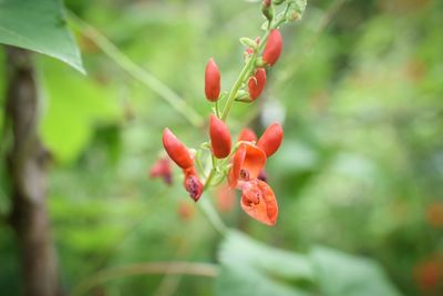 Close-up of red berries on plant