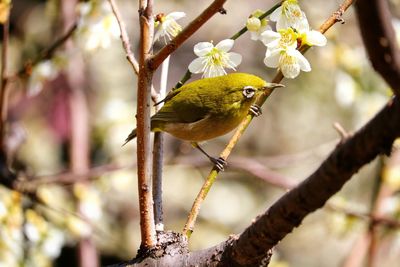 Close-up of bird perching on tree