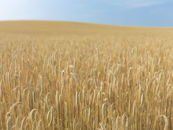 Wheat field