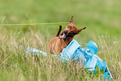 Pinscher dog catching blue lure on coursing competition