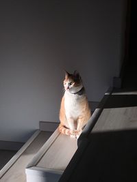 Portrait of cat sitting on staircase at home