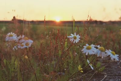 Close-up of flowering plants on field against bright sun