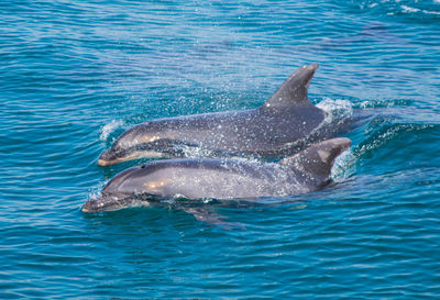 View of bottlenose dolphins in the ocean