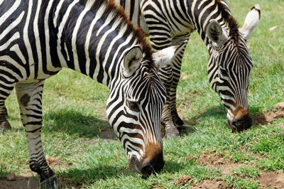 Zebra and zebras