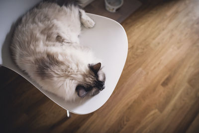 Close-up of a sleeping cat