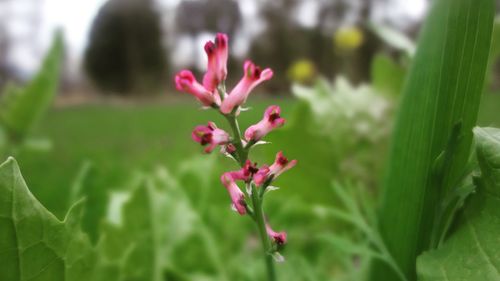 Close-up of pink flower blooming outdoors