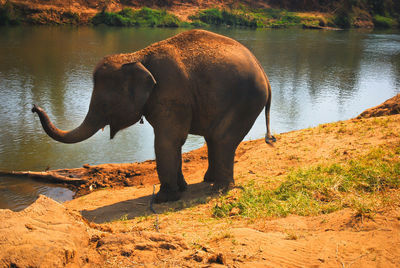 Close-up of elephant standing by river