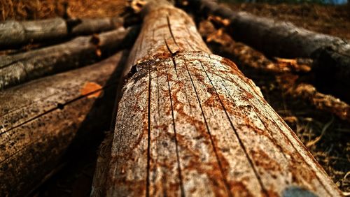 Close-up of tree trunk