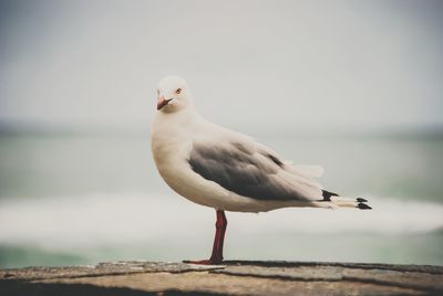 Close-up of bird perching on branch