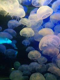 Close-up of jellyfish swimming in aquarium