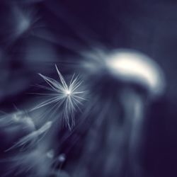 Close-up of dandelion against blurred background