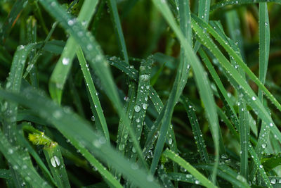 Close-up of wet grass during rainy season