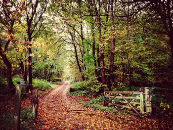 Footpath in forest