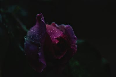 Close-up of wet rose at night