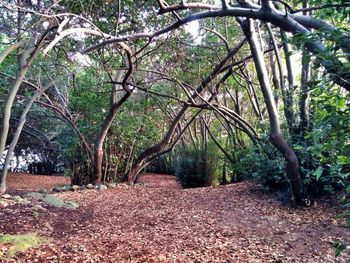 Trees in forest