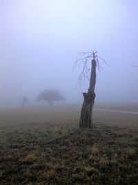 Bare tree on field against sky