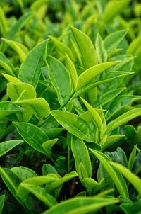 Full frame shot of fresh tea plant