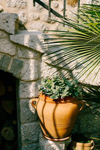 Close-up of potted plant against wall