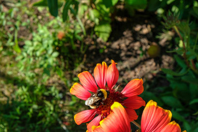 Close-up of bee pollinating on pink flower