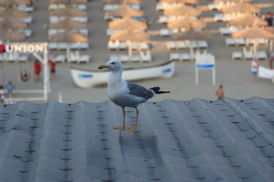 bird