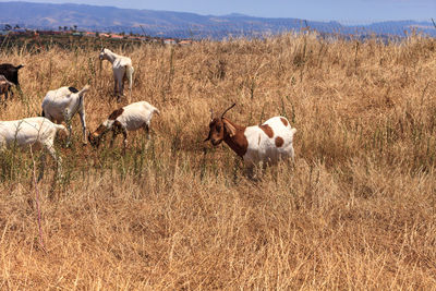Goats cluster along a hillside with saddleback mountains in aliso and wood canyons wilderness park.